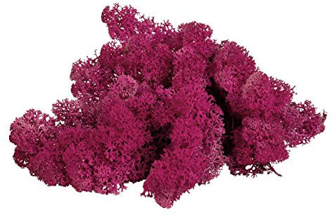 sphagnum-shop.com Echtes Deko Moos Rentierflechte in Fuchsia 500 gr für Modellbau Basteln Islandmoos