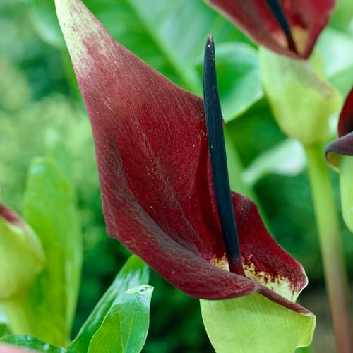 Dracunculus vulgaris - 1 Bulbe de Fleur en Grand Format 30/32 - Plantes et Fleurs des Pays-Bas - plantes vivaces exterieur- Rustique - Pour le Jardin, les Pots (gros, pas de graines)
