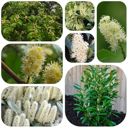 semillas de laurel cerezo, balcon organicas perennes resistentes 120pcs