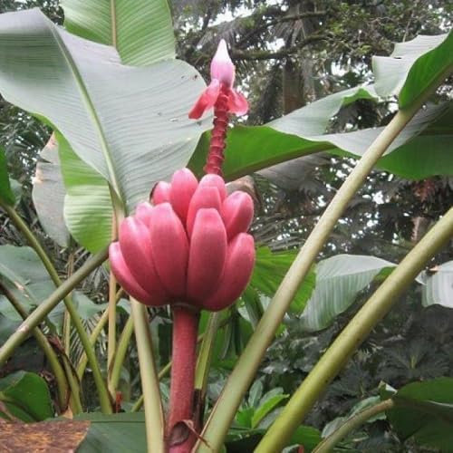 70pieces Pink Banana Fruit Seeds