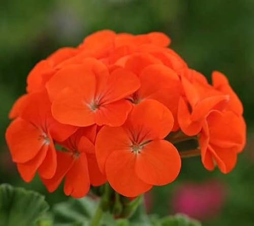 100 graines de fleurs de géranium orange