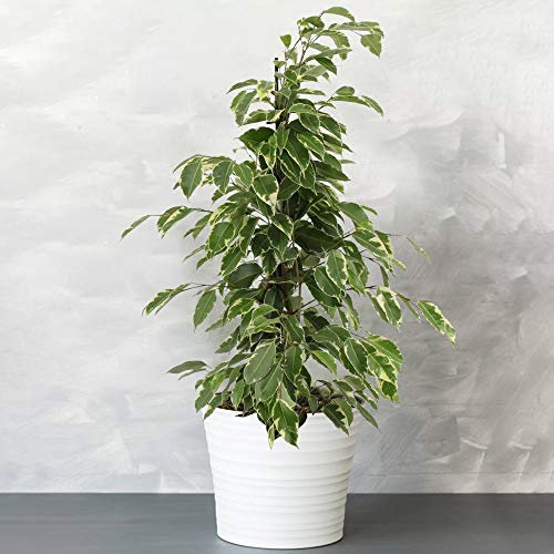 1 x Potted Ficus Golden King | Best Indoor Plants for Sale (30-40cm with Pot)