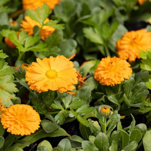 semi di calendula decorativi resistenti balcone di calendula tappezzante perenne resistente to perenni primaverile, selvatici 400pcs