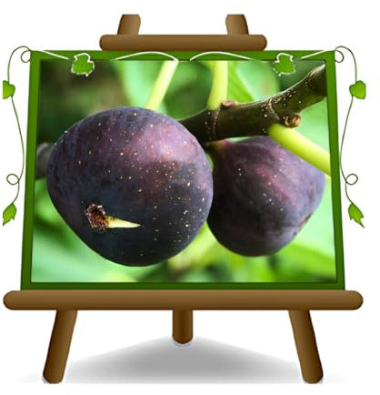 EURO PLANTS VIVAI Fico Brogiotto Nero – Pianta da Frutto Antico su Vaso da 26 cm. - *Altezza: 180-200 cm. - Età 4 Anni