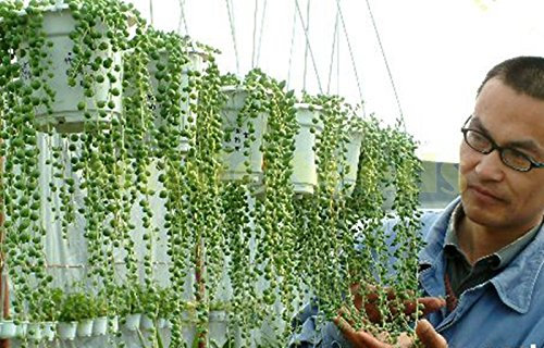 1bag = 100pcs HOT SALE Chlorophytum SEED RARE exotische mini GREEN Seeds Perle Bonsai Dekoration für Haus & Garten : Seeds Only