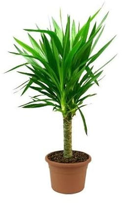 Palmera Yucca Elegans Natural Palma Yuca para Exterior Tamaño de 80cm o Más