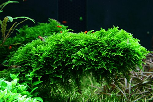 AquaOne Aquarium Pflanze In Vitro 2 Stück Moos Vesicularia dubyana Christmas Wasserpflanze 1-2-Grow Aquariumpflanzen Set Moose Becher Labor-Aquarienpflanzen
