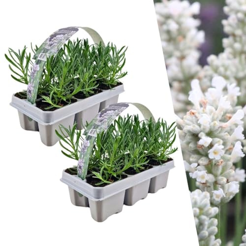 Plants by Frank | 12 Plantes de lavande vraie blanche | Lavandula angustifolia | Ø 7 cm, 15 cm | Plantes vivaces | Idéales en bordure, en massifs et en pots | Plantes d’extérieur | Jardin
