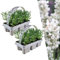 Weißer Duft-Lavendel 12 Lavendel Pflanze angustifolia | Lavendelpflanzen winterhart | echter lavendel | Gartenpflanzen | Lavendelstrauch | Lavendel Pflanze | duftlavendel | 12 x Ø7 cm | 15 cm