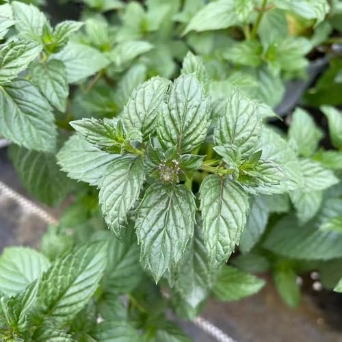 semi di menta piperita, in vaso serre balcone per la copertura del terreno biologiche rialzata interno 200pcs