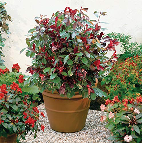 Photinia x fraserie Red Robin Stransvaesia Christmas Berry Scarlet Red Leaves Hardy Shrub Great for Hedging and Borders 1 x 9cm Pot by Thompson and Morgan