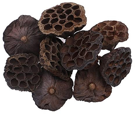 Craftplay Getrocknete Lotusköpfe, 10 Stück, Größen von 9 cm bis 13 cm, Kunst- und Bastelarbeiten, Potpourri, Dekoration, Natur