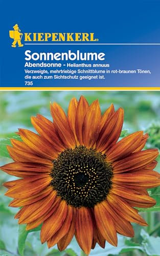 Sonnenblume Abendsonne von Kiepenkerl