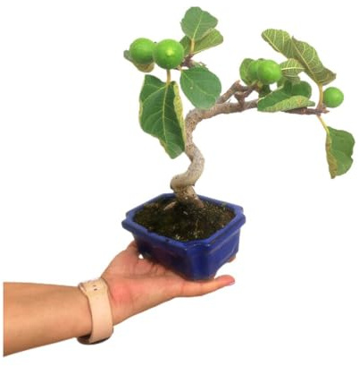 BONSAI BONSAI HIGUERA EXTRA 7 AÑOS (FICUS CARICA) PARA EXTERIOR