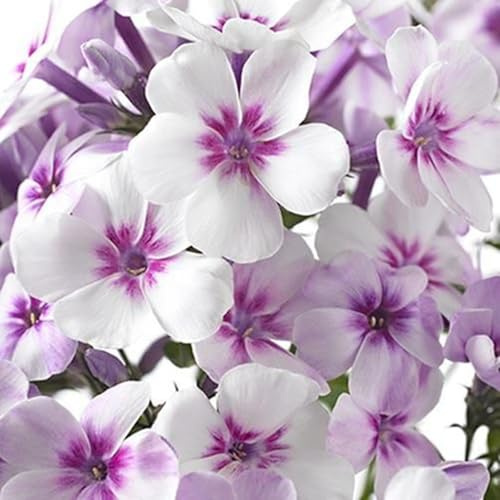 Semillas de Phlox (Vivas) - sin necesidad de mantenimiento,Ecologización-4 BULBOS