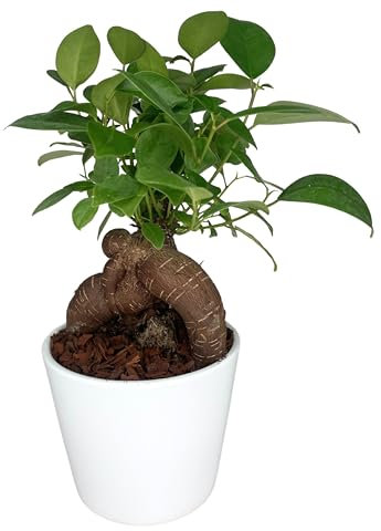I GIARDINI DI GIULIA - Bonsai Ficus Ginseng | Eleganza Naturale | Vaso Ceramica Ø11 cm | Purificatore d'Aria | Facile Cura | Verde, Altezza 25 cm