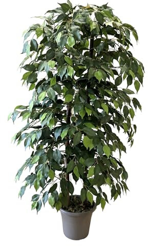 MY E GARDEN - FIORI E PIANTE ARTIFICIALI Pianta Artificiale per Interno o Esterno, Pianta Ficus Benjamin Artificiale Decorativa, Pianta Finta Soggiorno Camera Cucina Salotto Ufficio