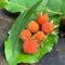 50 pcs Himbeer Samen - Himbeeren Pflanzen bonzai baum pflanztopf winterharte kübelpflanzen Himbeerbaum, Brombeeren Pflanzen, säulenobstbäume bonsai topf obstbaum obst samen steingartenpflanzen