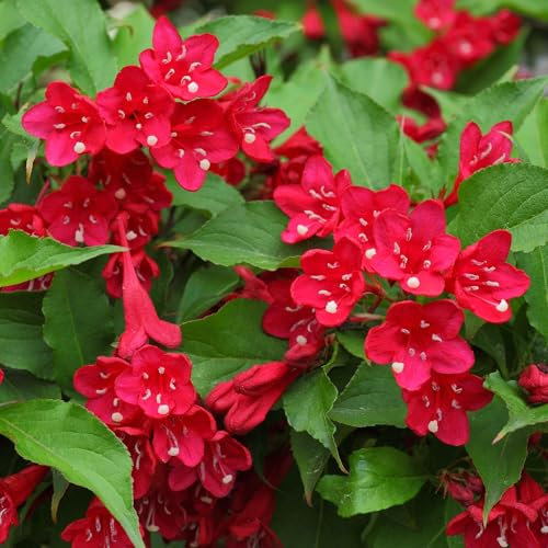 Weigela Courtared Plantes de Jardin Extérieur Prêtes Arbuste à Fleurs Résistant en Pot