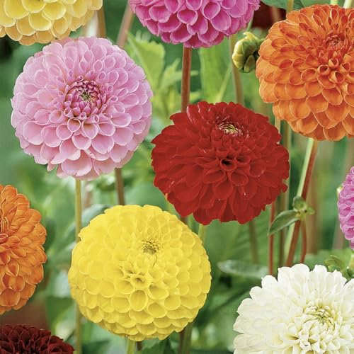 Bloomique - Mix van 3 - Dahlia Pompon Mix - Mix van Kleuren - Bloembollen - Meerjarig - Zomerbloeiend en Najaarsbloeiend - Groeit tot 90-100 cm