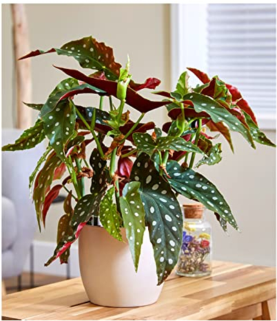 BALDUR Garten Forellenbegonie Maculata, groß, 1 Pflanze, Grünpflanze, mehrjährig - frostfrei halten, für Standort im Schatten geeignet, Begonia maculata