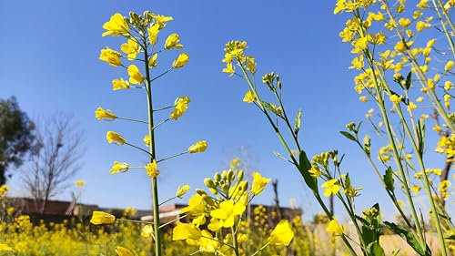 Sachet de graines de Moutarde blanche - Sachet de 20 grammes - Graines de style