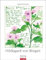 Hildegard von Bingen. Wandkalender 2024 mit Rezepturen der Äbtissin. Bildkalender 2024 gestaltet mit Aquarellen von Ingrid Kleemann. Kunstkalender Hochformat 30x39 cm