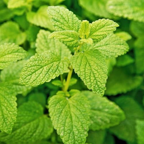 Lemon Balm Herb Seeds - 100 Count Seed Pack - Non-GMO - a mild lemon aroma herb from the mint family, used in teas and as seasoning in many dishes. - Country Creek LLC