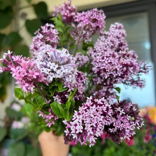 semi di lilla resistenti, arbusti dalla resistente di lilla balcone, decorazione soggiorno Le da giardino sono perenni 100pcs