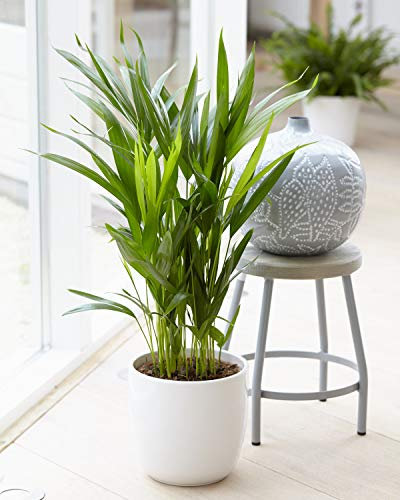 Areca Palm Large Evergreen Ornamental Indoor Home Office House Plant in 13cm Pot