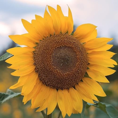 Semi di Girasole Gigante Helianthus Annuus, Fiori Giallo, Piante Alte, Giant sunflower seeds