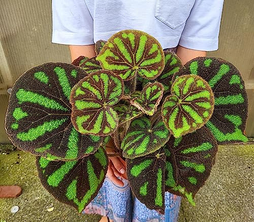 POWERS TO FLOWERS - BEGONIA MASONIANA BOULDER, VASO 16CM DIAMETRO, pianta vera