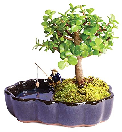 From You Flowers - Zen Jade Reflections Bonsai Plant for Mother's Day, Birthday, Anniversary, Get Well or Celebration