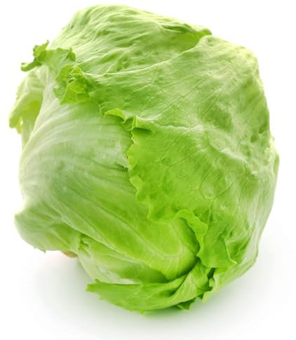 150 Graines de Laitue Iceberg - SemiSauvage Permaculture