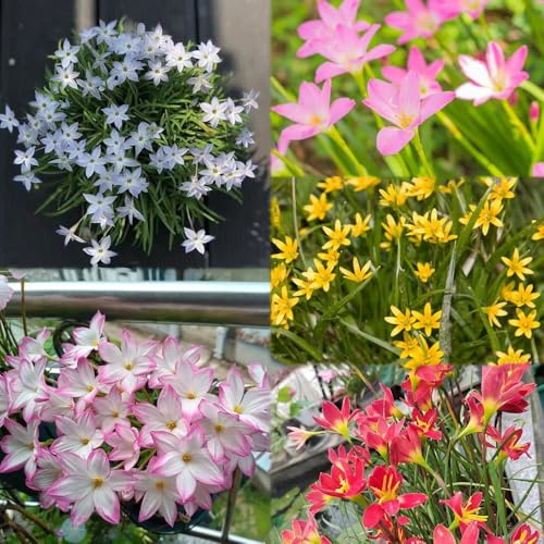 bulbi di zephyranthes - giardino rocce sono resistenti interni balcone giardino per uomini, bulbi 15pcs