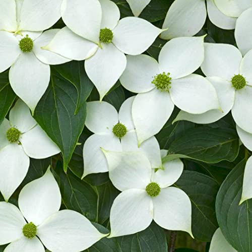 Japansk hård spärr China Girl – Cornus kousa China Girl –