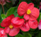 100 semi di fiori freschi di begonia rossa