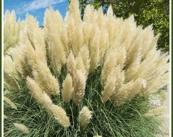 3 White Pampas Grass Cortaderia Plants in 4 pots Beautiful Ornamental Grass