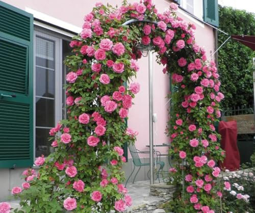 Thornless Pink Climbing Rose Zephirine Drouhin, 3 Litre Pot