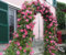Thornless Pink Climbing Rose Zephirine Drouhin, 3 Litre Pot