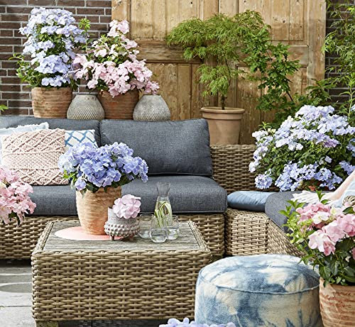 Hydrangea ‘French Bolero’ Large Blooms Compact Spreading Deciduous Hardy Shrub Garden Plant Flower Plants Easy to Grow 1x 13cm Potted Plant by Thompson and Morgan