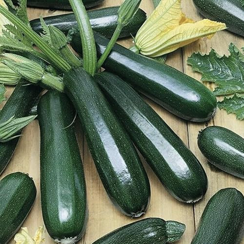 Buy4seeds 50x Seeds COURGETTE - Professional Zucchini Easy for Grow Garden