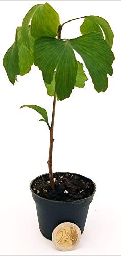 POWERS TO FLOWERS - GINGO BILOBA MINI IDEALE PER TERRARIUM, Pianta vera