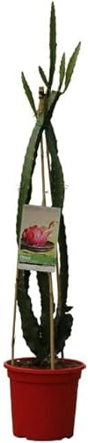 Fruto del Dragón PREMIUM Planta Pitahaya Natural Árbol Frutal