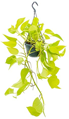 Exotenherz Plante d'intérieur à suspendre - Tubes de lierre lumineux - Epipremnum Golden Pothos - Scindapsus - Pot de 14 cm