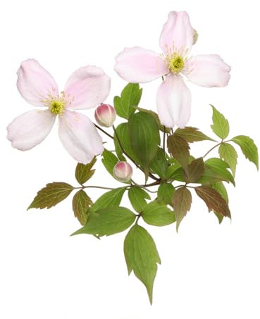 Clematis Plants, Clematis Montana 'Mayleen', 2 x Full Plants in 1 Litre Pots, Garden Ready and Ready to Plant, Premium Quality Garden Perennials