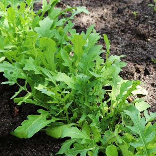 rucola - gartenpflanzen winterhart mehrjährig rucolasamen winterharte kübelpflanzen gewächshaus balkon winterharte garten gemüsesamen anzucht kletterpflanzen 420samen