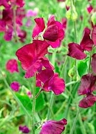 PISELLO ODOROSO ROSSO VINO NR.50 SEMI