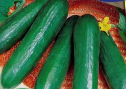 Pcs - 10x Concombre Broumana F1 Concombre Cucumis Sativus Légumes Jardin Plantes - Graines K117 - Seeds & Plants Shop by Ipsa