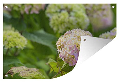 MuchoWow Poster exterieur Hortensia rose au soleil Decoration murale 90x60 cm Résistant aux intempéries/soleil